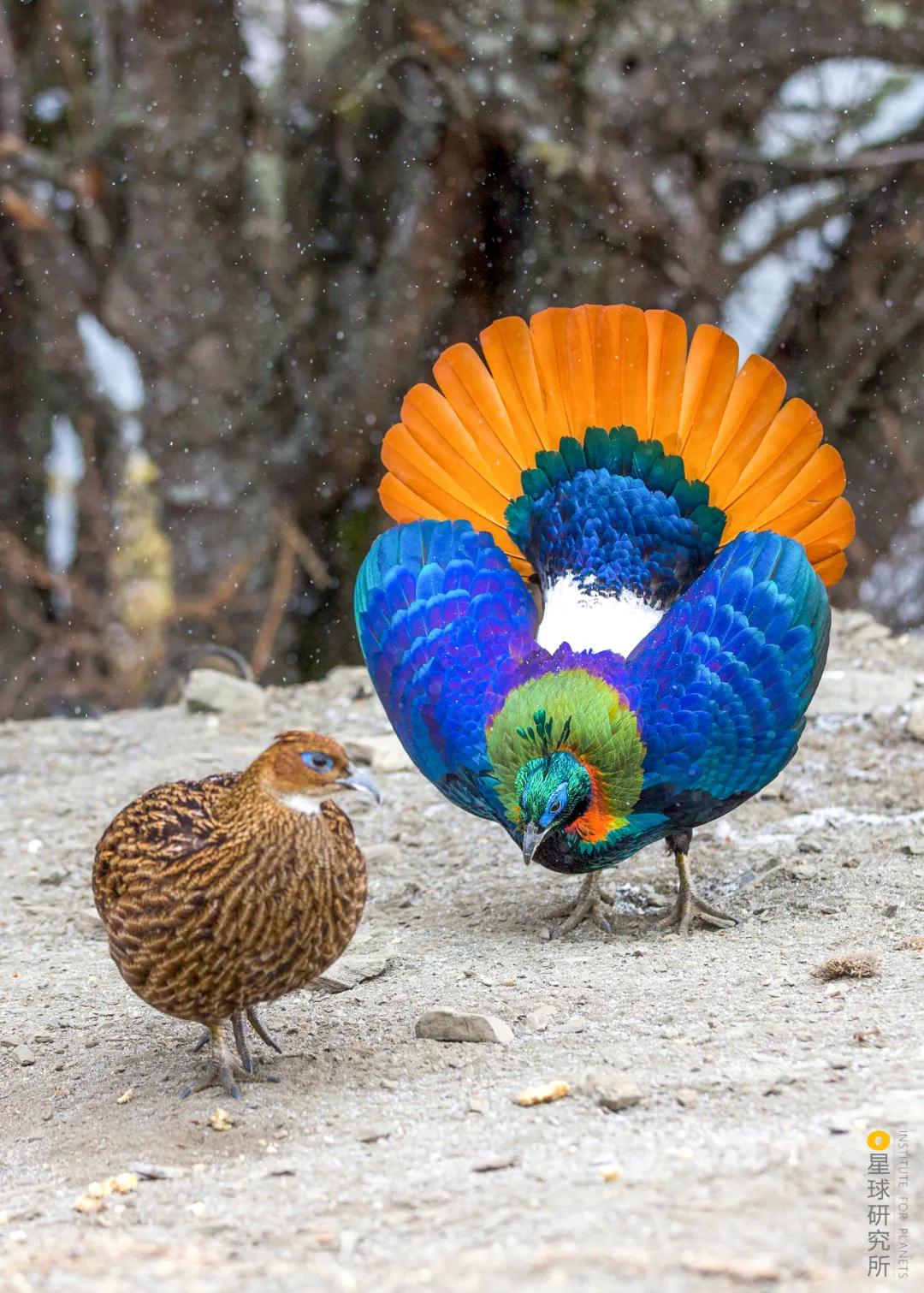 林草领域知识图谱,林草科普专业术语