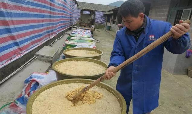 母猪产后不食偏方大全,母猪产后10天突然不爱吃食了