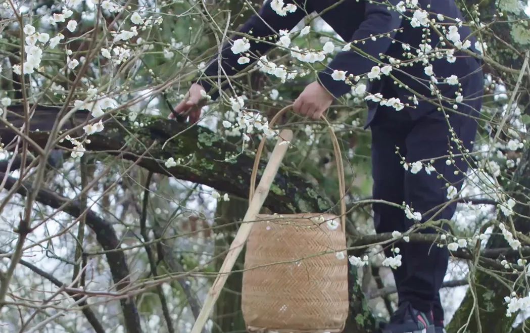 梅花香荷花,什么样的梅花香最好