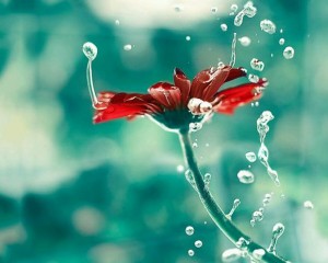 园艺疗法,园艺疗愈