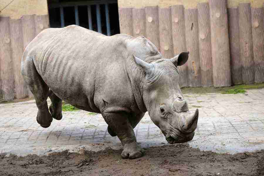 国内值得去的十大动物园,国内最值得去的动物园