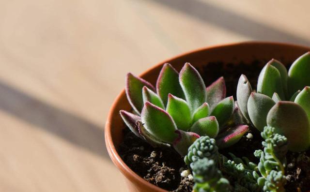 家中植物不开花用营养土可以吗,营养土哪种最好养