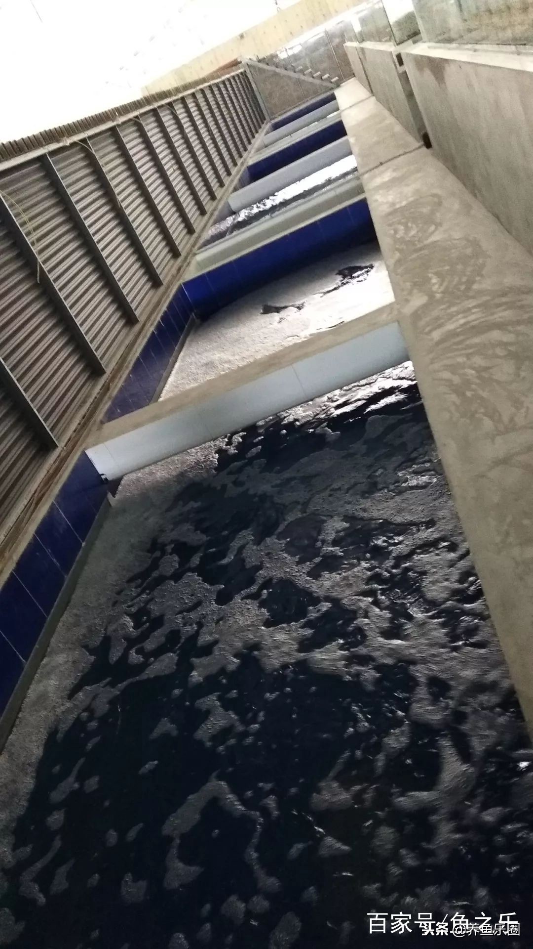 这位土豪家的渔场，光滤材就花了500多万，你确定不要见识一下？