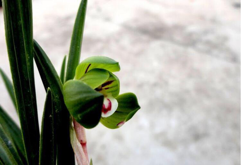 兰花叶子尖发黑是什么原因,兰花叶子底部发黑腐烂用什么药