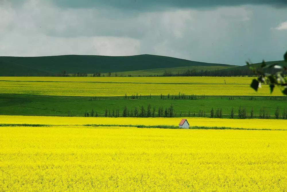 全国油菜花时间表,3月份哪里的油菜花最美