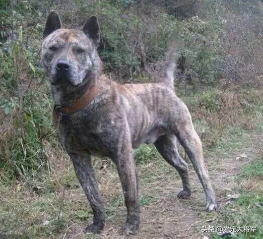 捕猎动力高的犬怎么训练,真材实料的技能