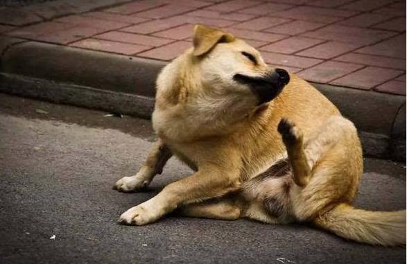 狗狗身上有跳蚤教你一招轻松去除,狗狗身上的跳蚤怎么治小妙招