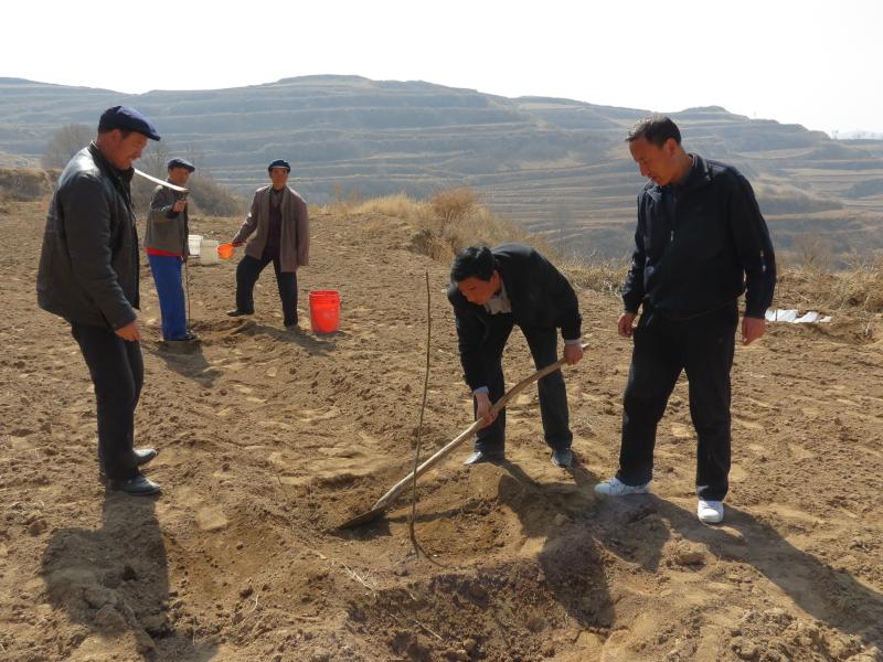 怎么用核桃种核桃苗,怎样用核桃种出核桃苗