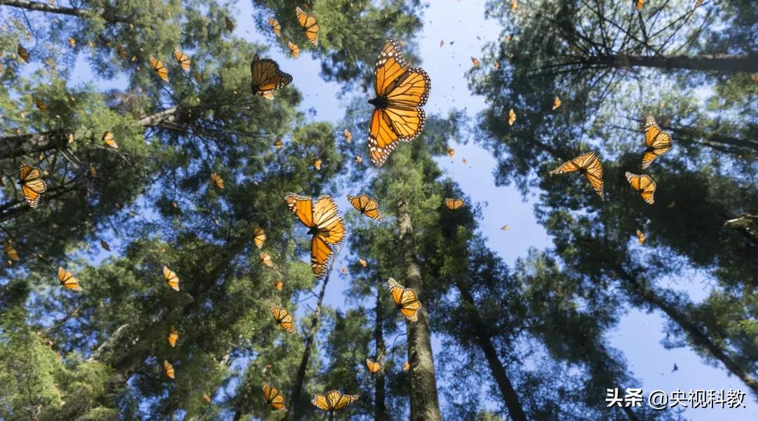 背着猎物尸体行走江湖，它这是“吃饱撑的”？