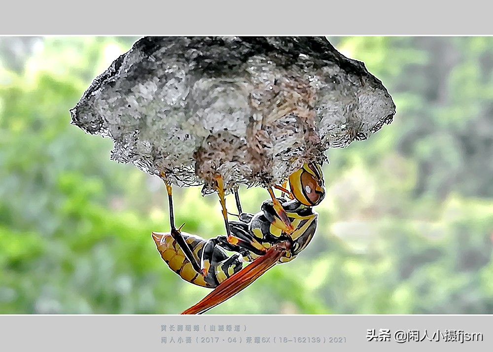 昆虫摄影技巧与方法,蜂蛾拍摄技巧