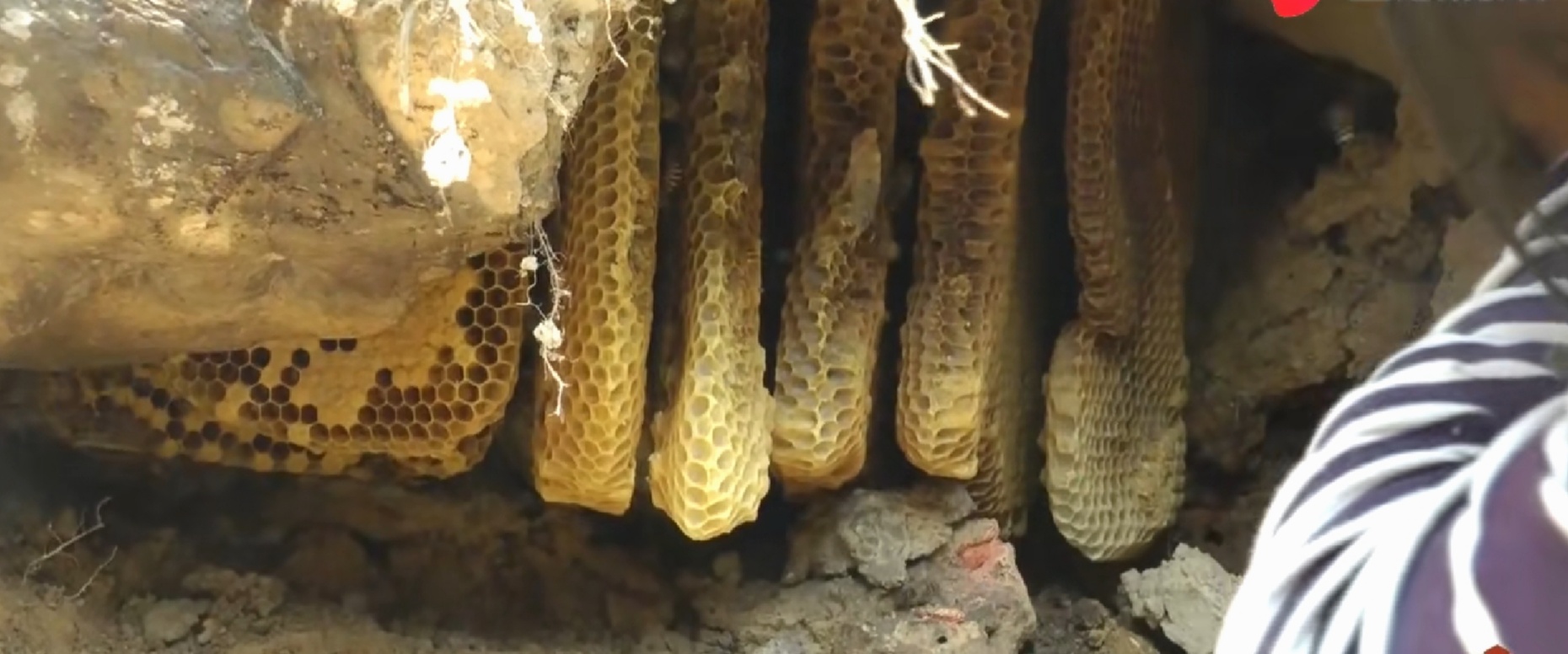 摘野生蜂窝吃蜜,荒山野岭野生蜂窝