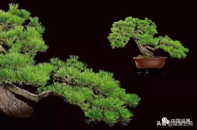 玩盆景必备栽种知识,观赏盆景的意境