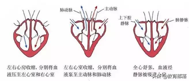 初中生物会考复习计划,初中生物会考复习资料全套