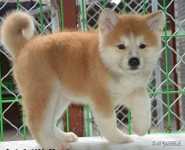 秋田犬为啥不建议新手养,新手适合养秋田犬吗