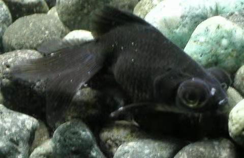 观赏鱼常见的8种疾病,观赏鱼常见病及解决办法