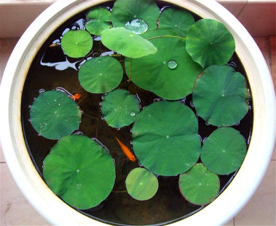 碗莲种子怎么养才能开花,碗莲种子种植全过程视频播放