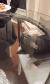 搞笑GIF段子：编辑这锅台是不是为了录视频还擦了擦？唉呀妈呀