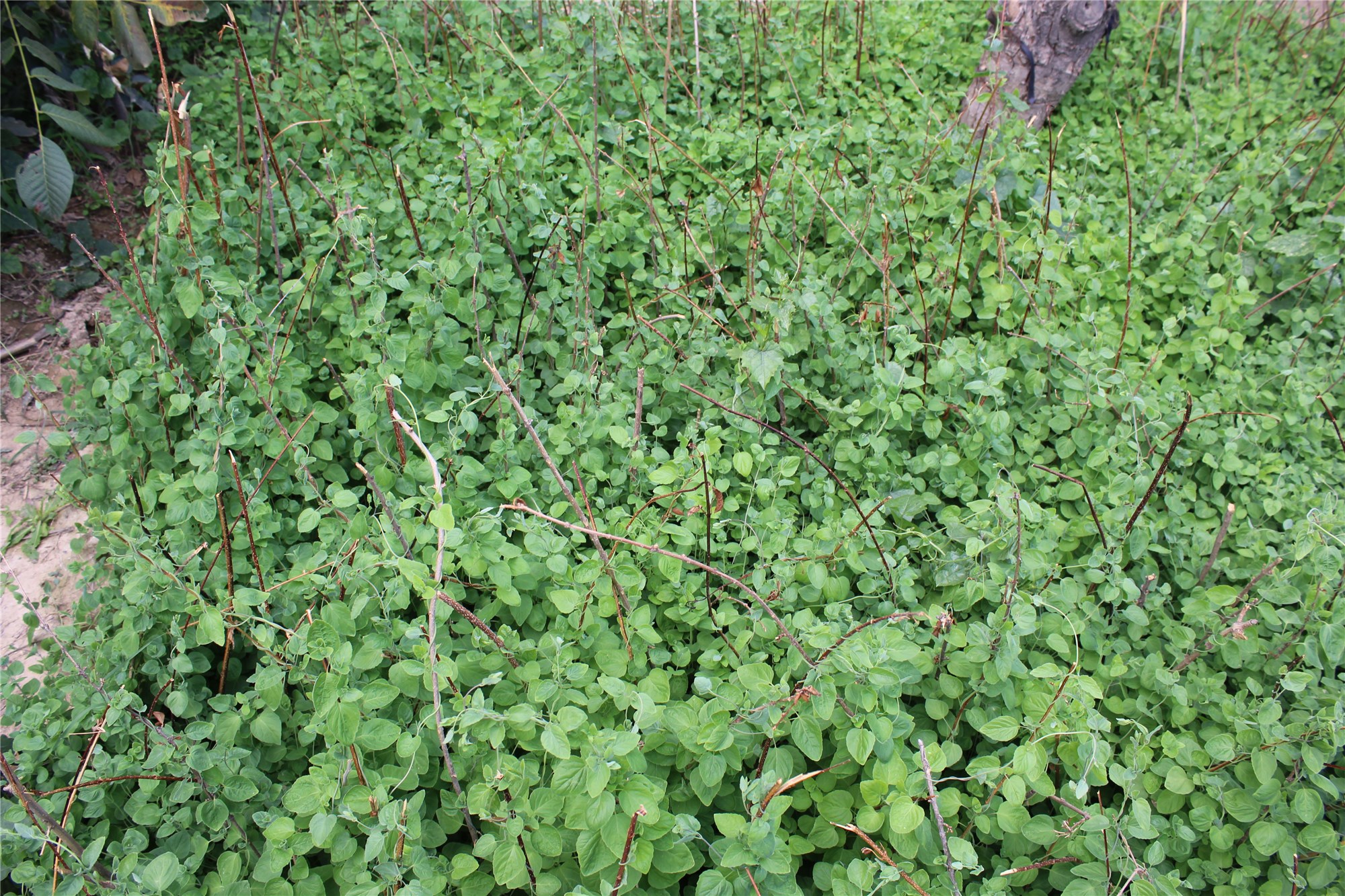 中药材科普及其功效,党参中药简介