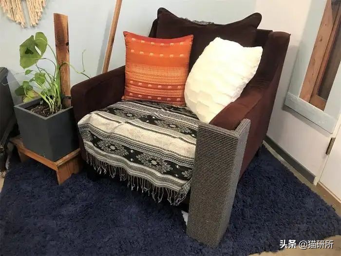 怎么惩罚猫咪挠沙发,猫咪不会挠坏的沙发