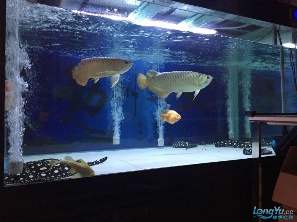 龙鱼混养被打沉缸,龙鱼打架不动了