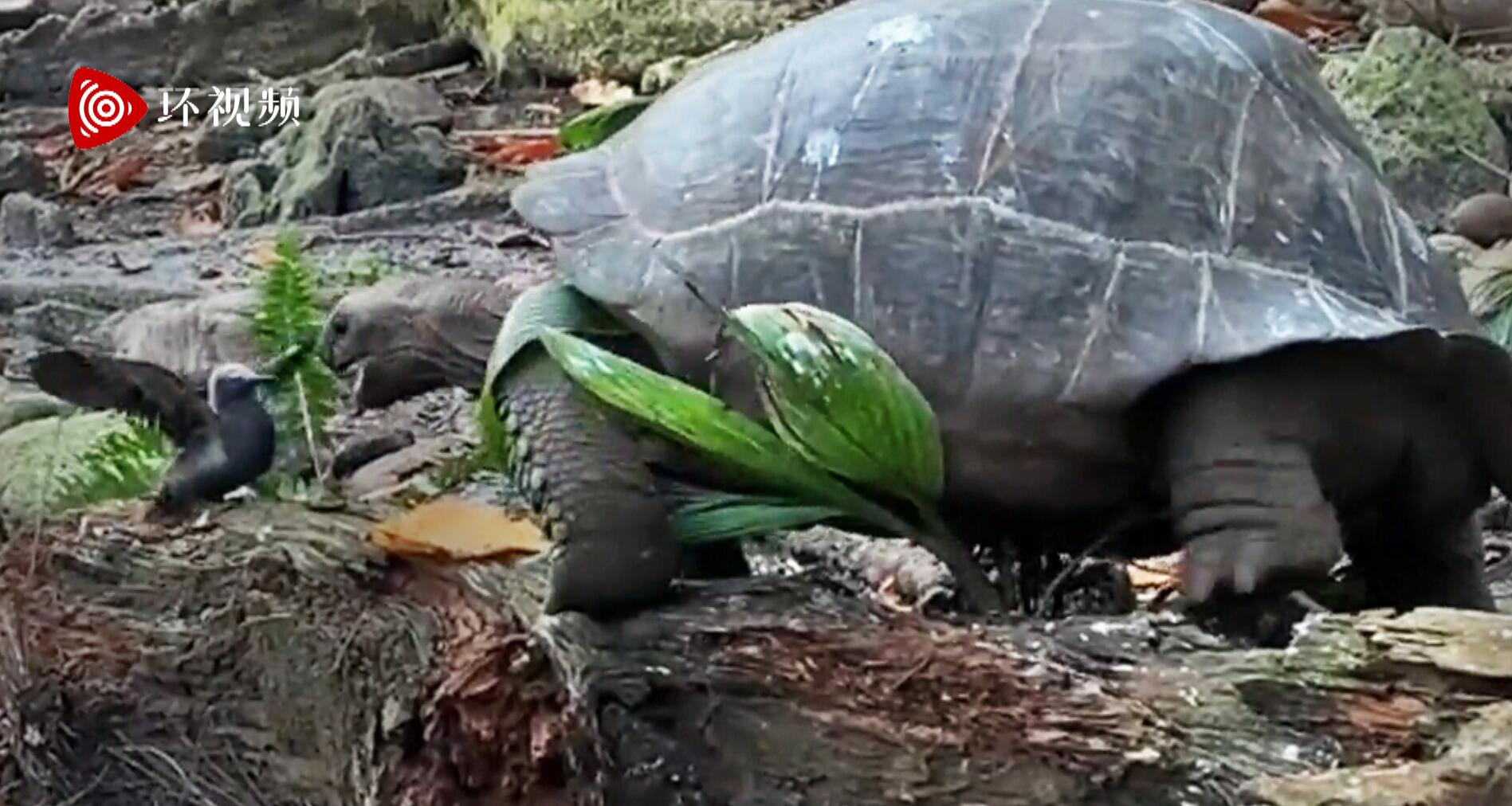 好罕见！野生乌龟捕食雏鸟，一口咬死为什么草食动物开始吃肉了？