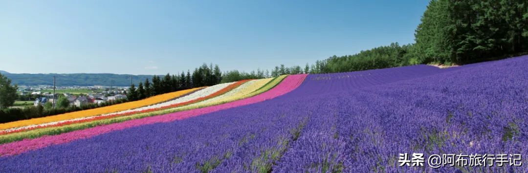 日本花海,日本30个最美花海