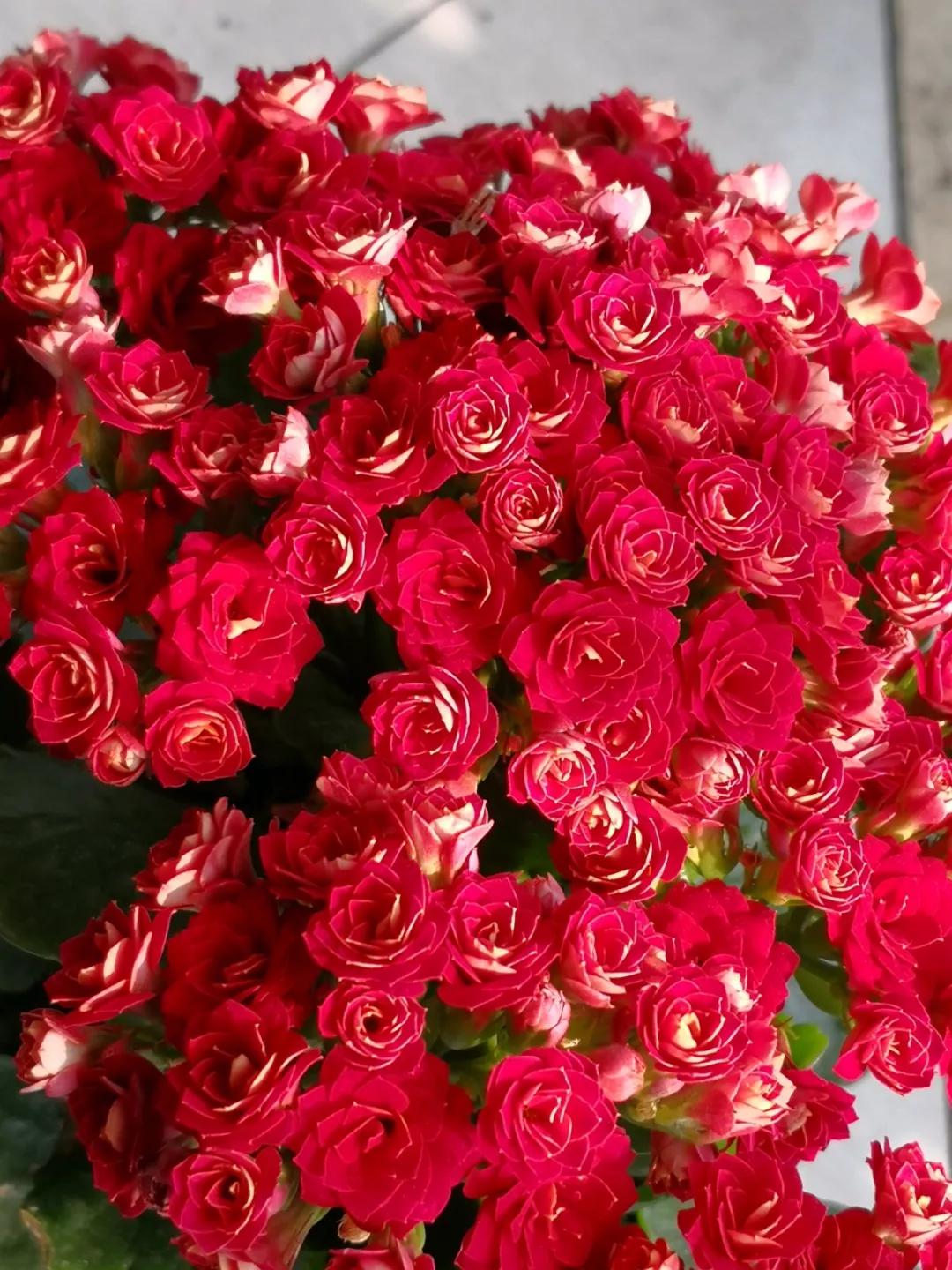 长寿花，寓意好、开花漂亮，花期长，品种多达300个