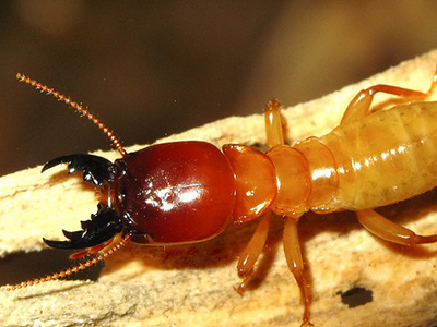 白蚁的种类及图片大全,白蚁种类及危害