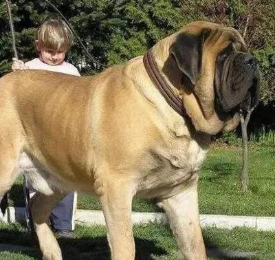 世界各国大型猛犬排名,世界各国猛犬排名