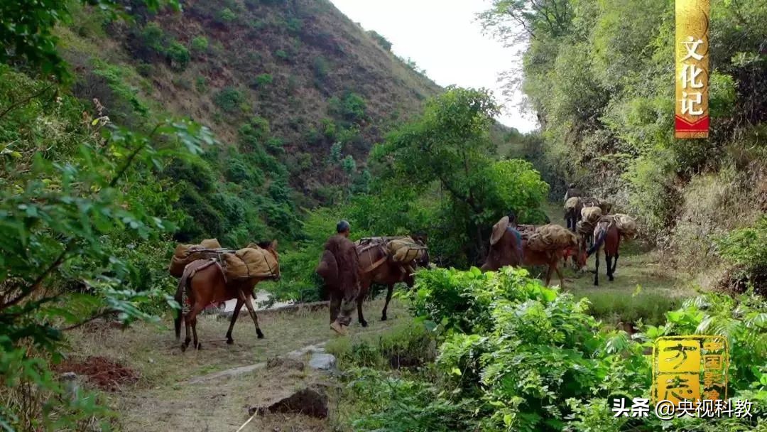 中国花灯之乡弥渡,弥渡花灯央视