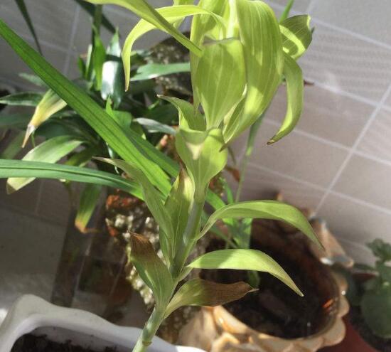 百合花叶子顶部发黄怎么补救,百合花下面叶子发黄怎么办的视频