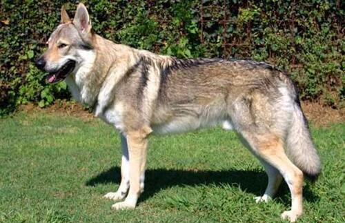 世界最贵的五种狗狗,全世界最贵的狗狗多少钱一只