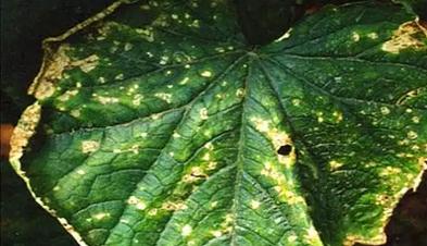 春雷王铜防治霜霉病效果,春雷铜王主治哪些病害