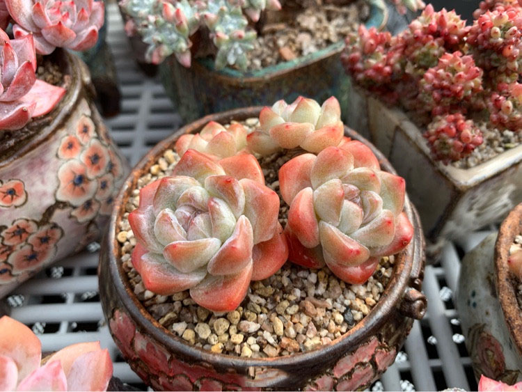 多肉葡萄叶子有黑点掉叶子怎么办,多肉布丁叶子一碰就掉怎么回事