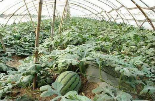 早佳8424西瓜种植方法,8424西瓜种植的方法和技术