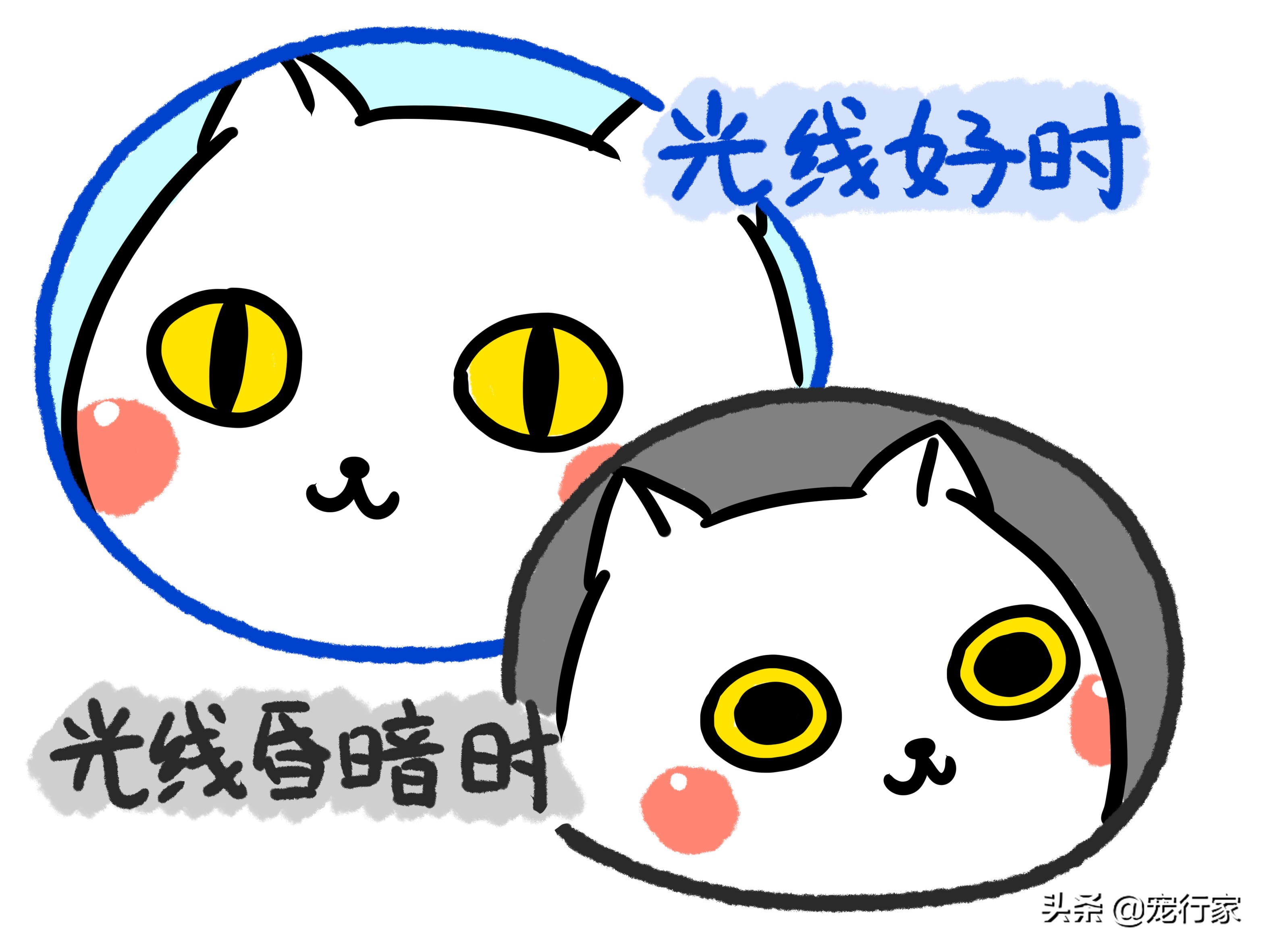 猫的眼睛里水汪汪,猫的眼睛到底长什么样