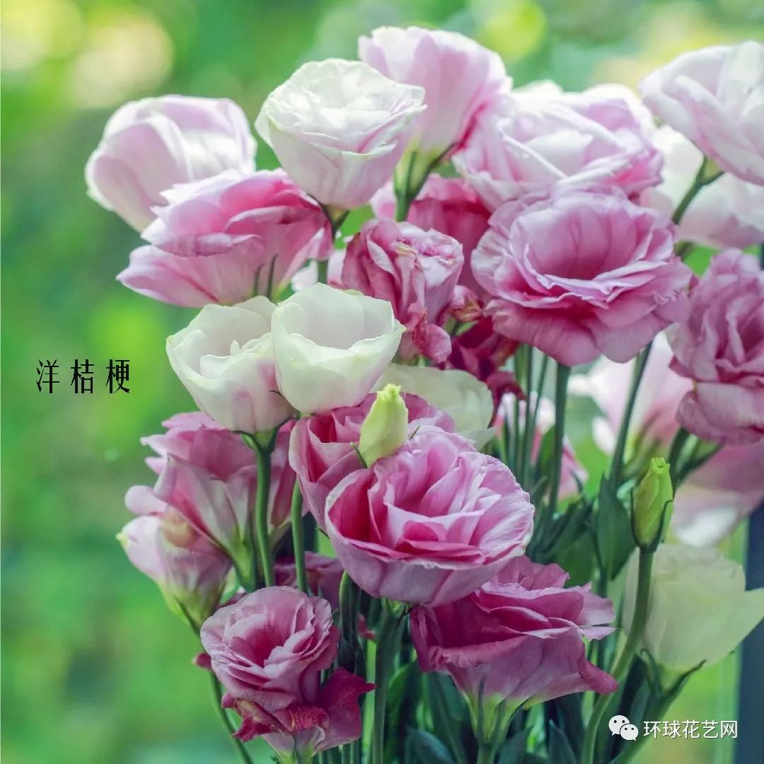 花店里同款的两种不同价格的花材,花店最容易被顾客误解的几种花材