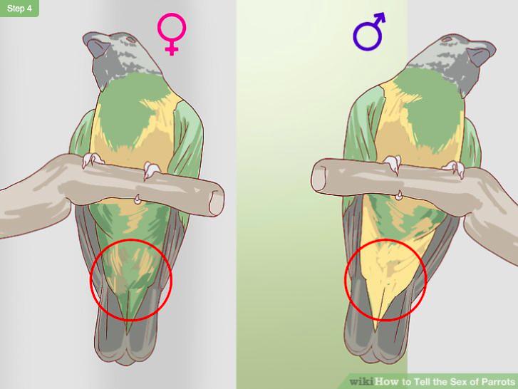 怎么分鹦鹉的品种和性别,如何分辨鹦鹉的品种