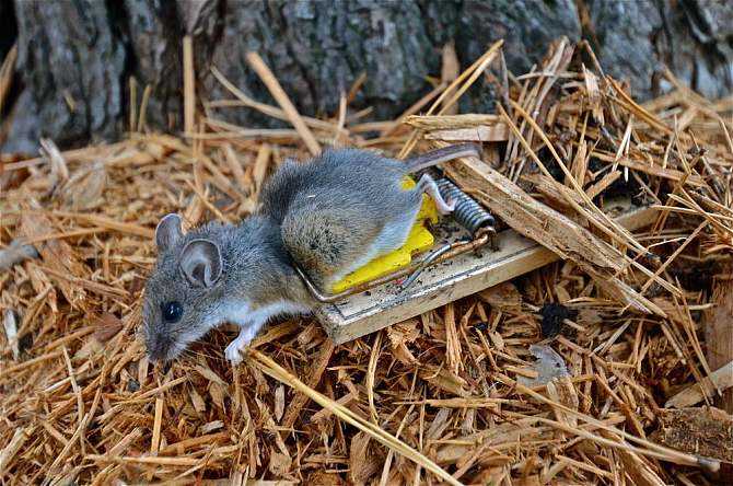 农村老鼠怎么彻底消灭,灭鼠神器10天消灭120多只老鼠