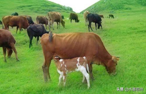 黄牛的养殖和疾病预防,黄牛病有什么症状