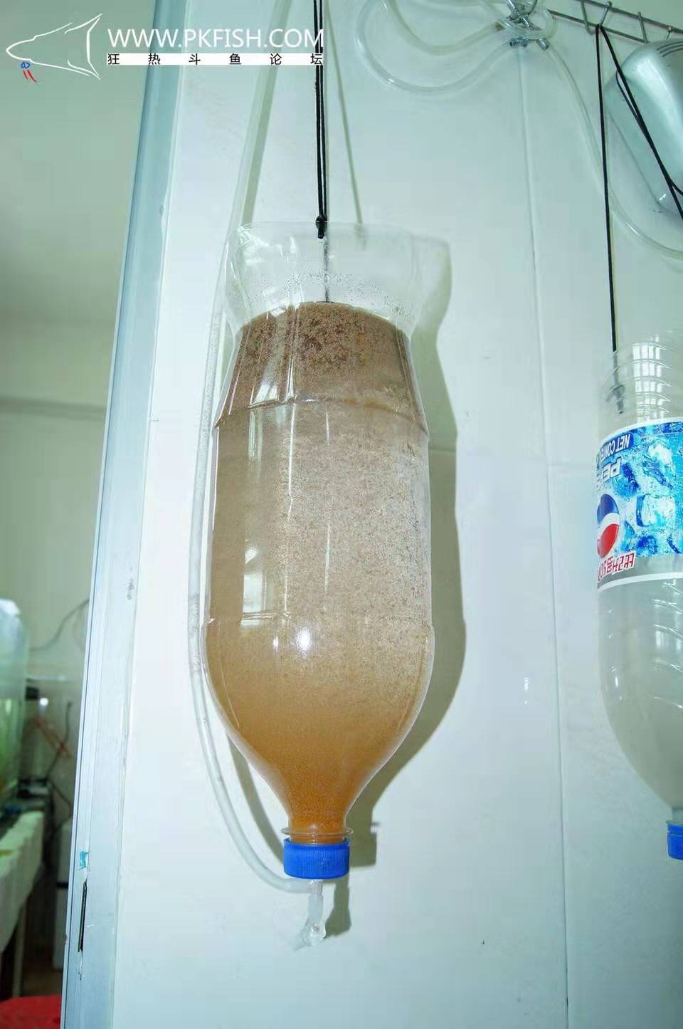 中国斗鱼繁殖直播教程视频,繁殖中国斗鱼要多大的鱼缸