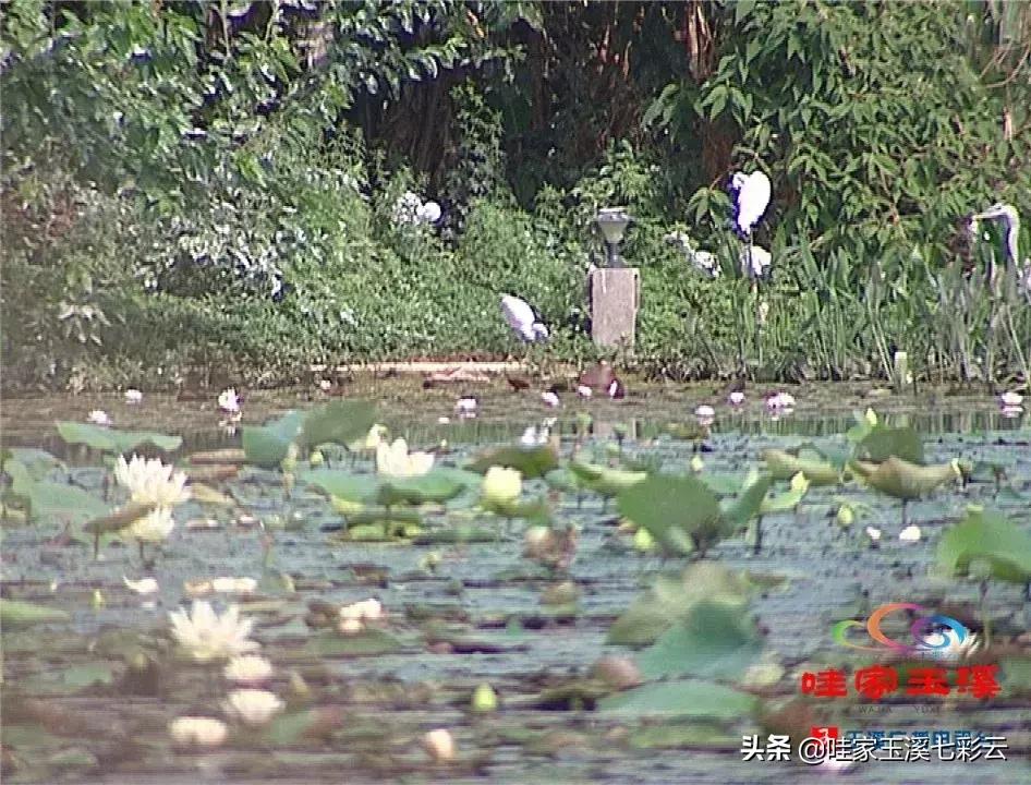 迷人!这里的“花中睡美人”盛开了
