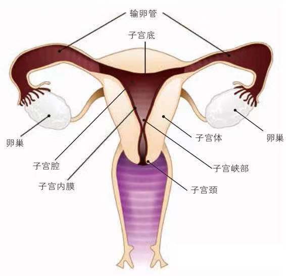 月经小妙招,应对月经最快最简单的方法