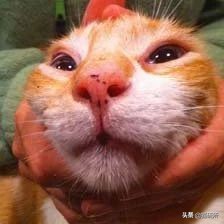 猫咪身上有小黑点怎么回事,猫咪毛里面有很小的小黑点是什么