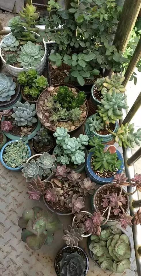 适合学生党养的多肉,适合大学宿舍长期养的多肉