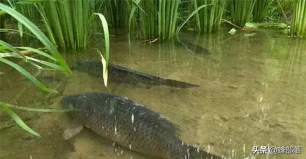 稻田养鱼为什么不赚钱视频,年赚600万稻田养鱼为什么没人养了