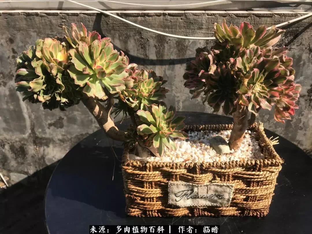 多肉带给我的感情,多肉给人们带什么作用