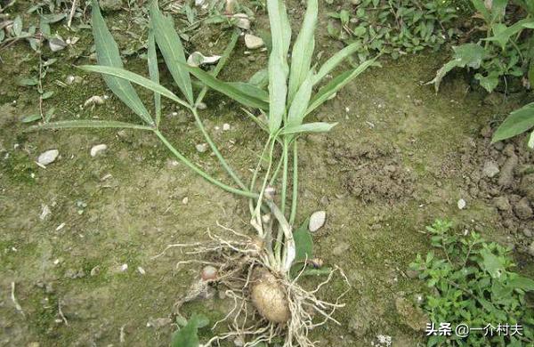 玉米地一种常见野草，农民见了就拔，却不知其比玉米贵50倍