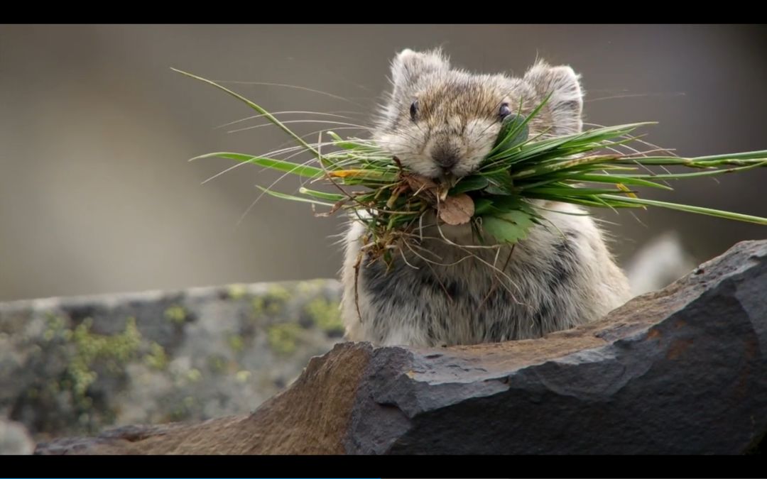 BBC最棒8部纪录片，强烈推荐孩子暑假看