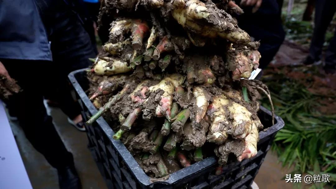 住商肥料“脲醛+”减肥增效中国行：大姜“吃”套餐